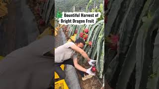 🐉 Bountiful Harvest of Bright Dragon Fruit