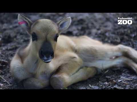 Video: Mikä On Tiikerin Vuonna Syntyneen Kauris Luonne