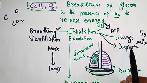Respiration and breathing 7th class sindh board in sindhi