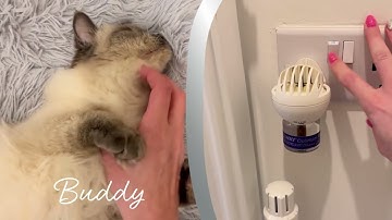 Help Your Cats Feel More Comfortable Together with FELIWAY Optimum