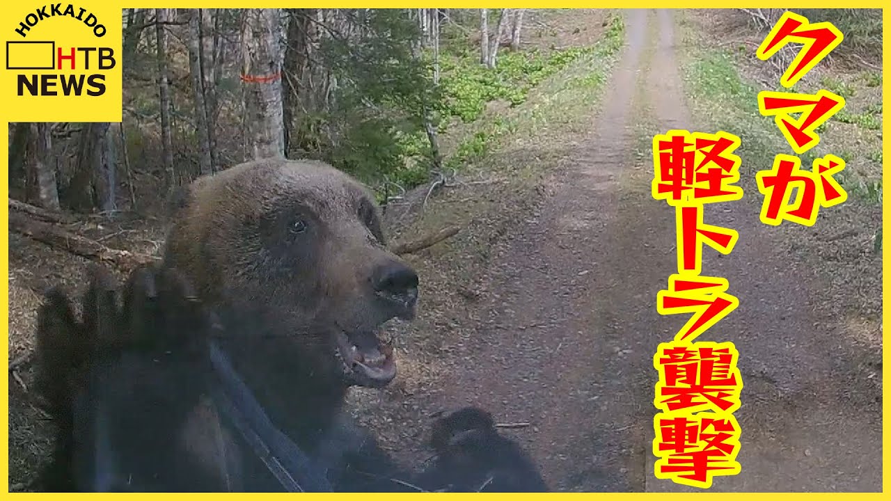 クマが軽トラックに襲い掛かる フロントガラスにひび ワイパー壊れる