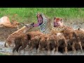 Too Brutal! Overcrowded Hungry Hyenas Attack Leopard Savagely To Death To Steal Prey