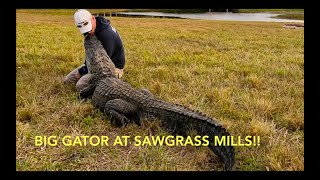 BIG GATOR AT SAWGRASS MILLS!