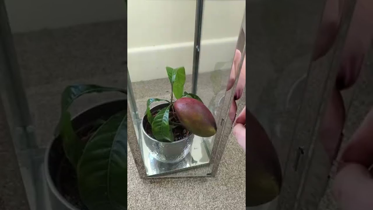  My Mango Tree Has Grown A Fruit