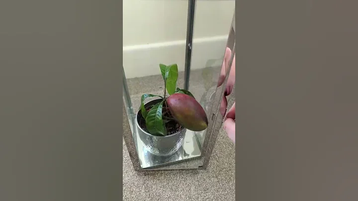 🥭 My Mango Tree has grown a fruit! 🥭 - DayDayNews