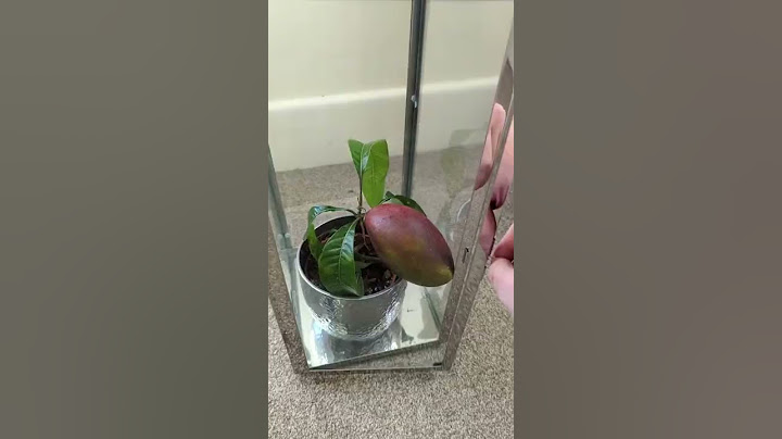 🥭 My Mango Tree has grown a fruit! 🥭
