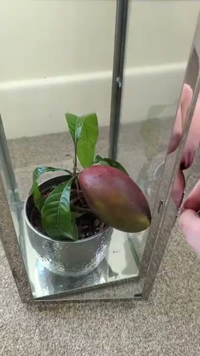 🥭 My Mango Tree has grown a fruit! 🥭