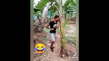 Vũ điệu cây chuối