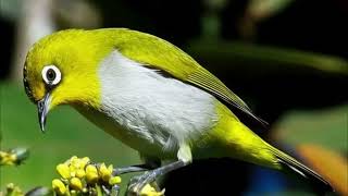 Suara Pikat Burung Pleci Paling Ampuh  Bikin Pleci Datang U0026 Gacor Cepat  Jebakan Bocil