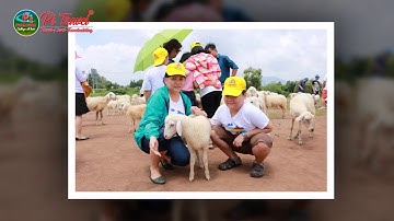 Đồi cừu Suối Nghệ