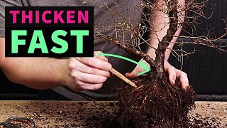 Thicken Bonsai Trunks The Easy Way
