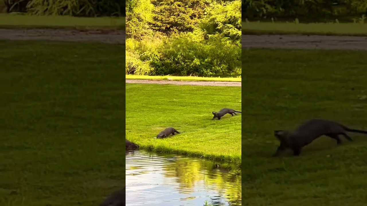 Rare Footage of Michigan Otters Warning Off Human and Family of Four Running #animalbehavior