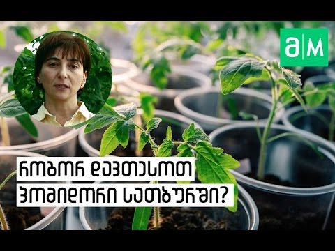 ვიდეო: როგორ დავთესოთ პომიდორი