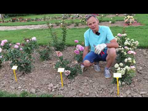 Wideo: Czym są łatwe w pielęgnacji róże - trudne do zabicia róże do ogrodu