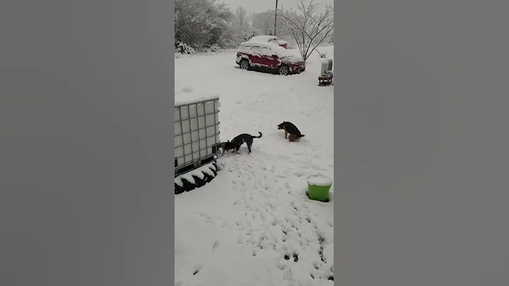 Puppy's first snow