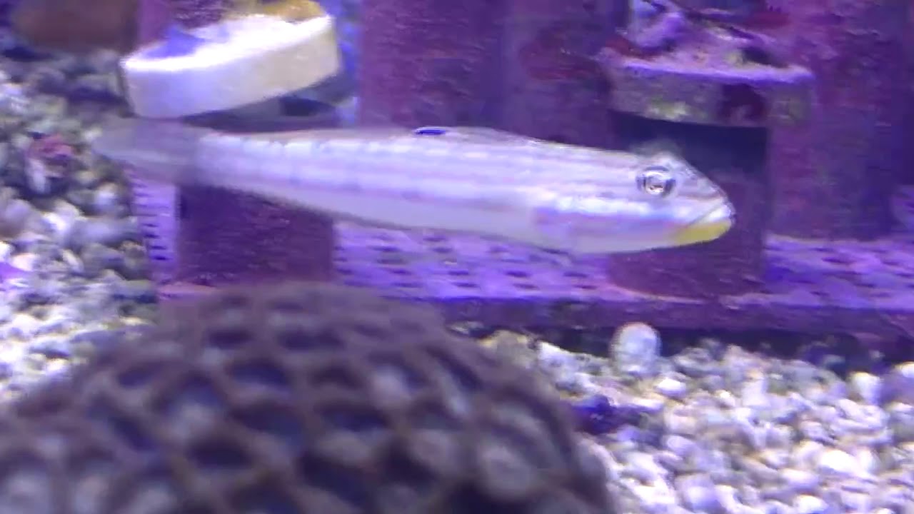 サラサハゼｓｐ 2