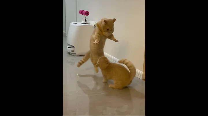 Watch the video about Two cats are playing together. So happy