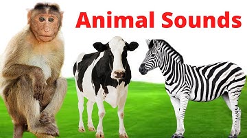 Animal Sounds for Children (20 Amazing Animals)