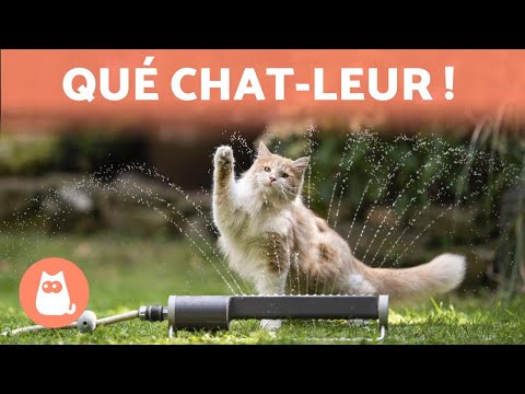 Vidéo: Est-ce Que Raser Un Chat Est Une Bonne Idée Pour Le Garder Au Frais En été ?