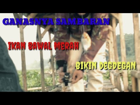 @bang-yus-mata-pancing|ganas-nya-sambaran-ikan-bawal-merah|bikin-degdegan|jangari-cianjur|