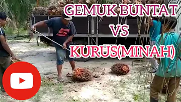 Geng bas sekolah (GBS) loding buah sawit