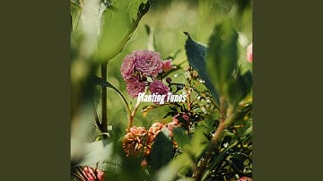 Scintillating Ambience for Strong Lattes