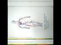 Science project on human circulatory system