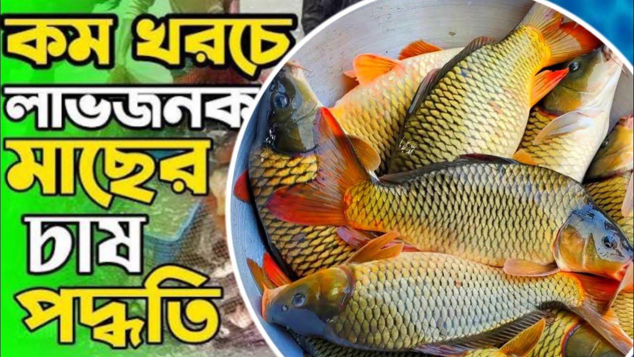 আপনারা বড় সাইজের  কার্ফু মাছ চাষ করুন মোবাইল ✆ 01771793800 - WhatsApp 