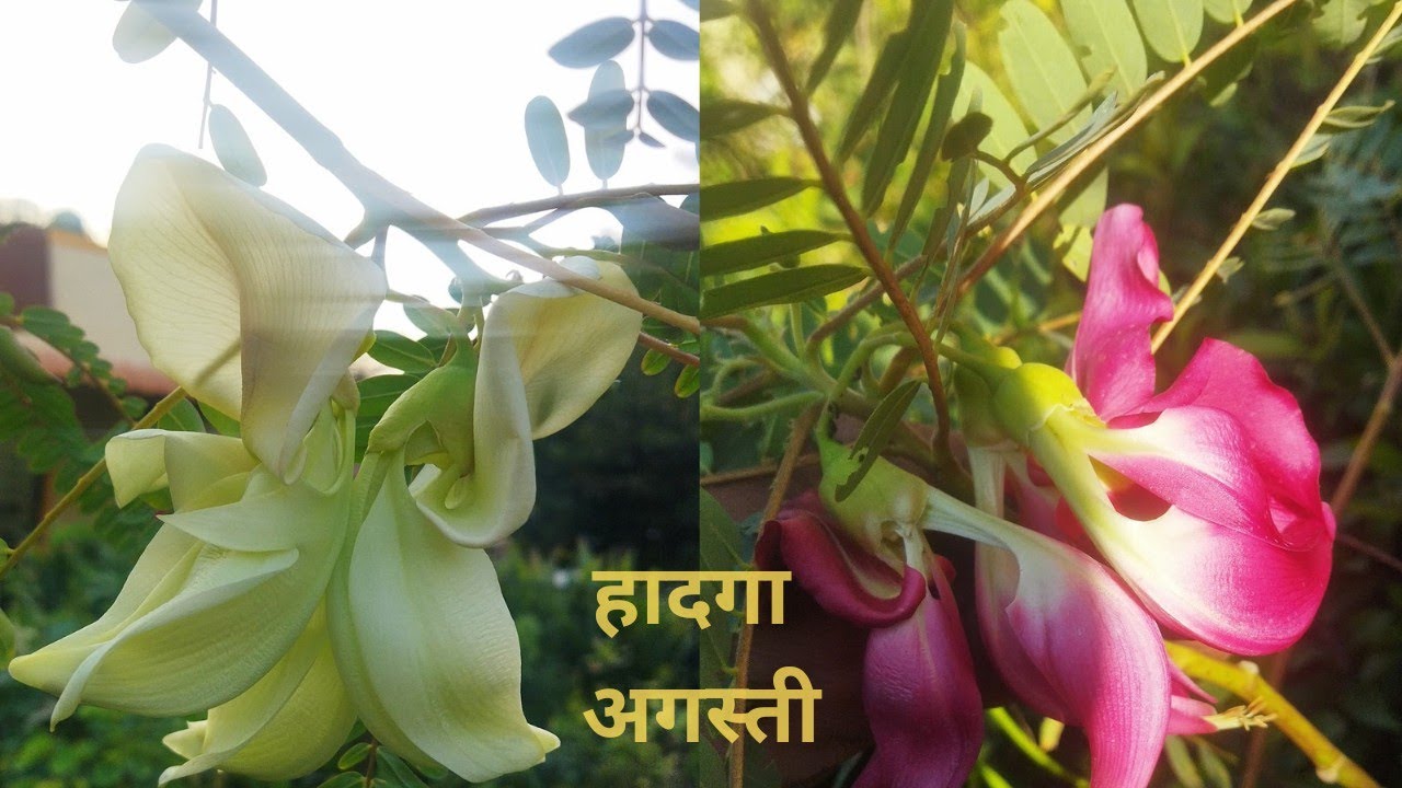 अगस्ती/हादगा {Agastya , Sesbania Grandiflora}  माहिती व ओळख