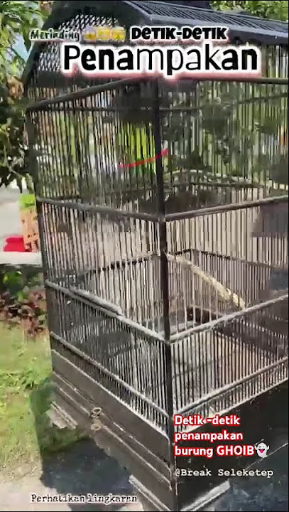 Detik -detik penampakan burung GHOIB👻 #short #funny #fyp #viral #follower #populer #trending #lucu