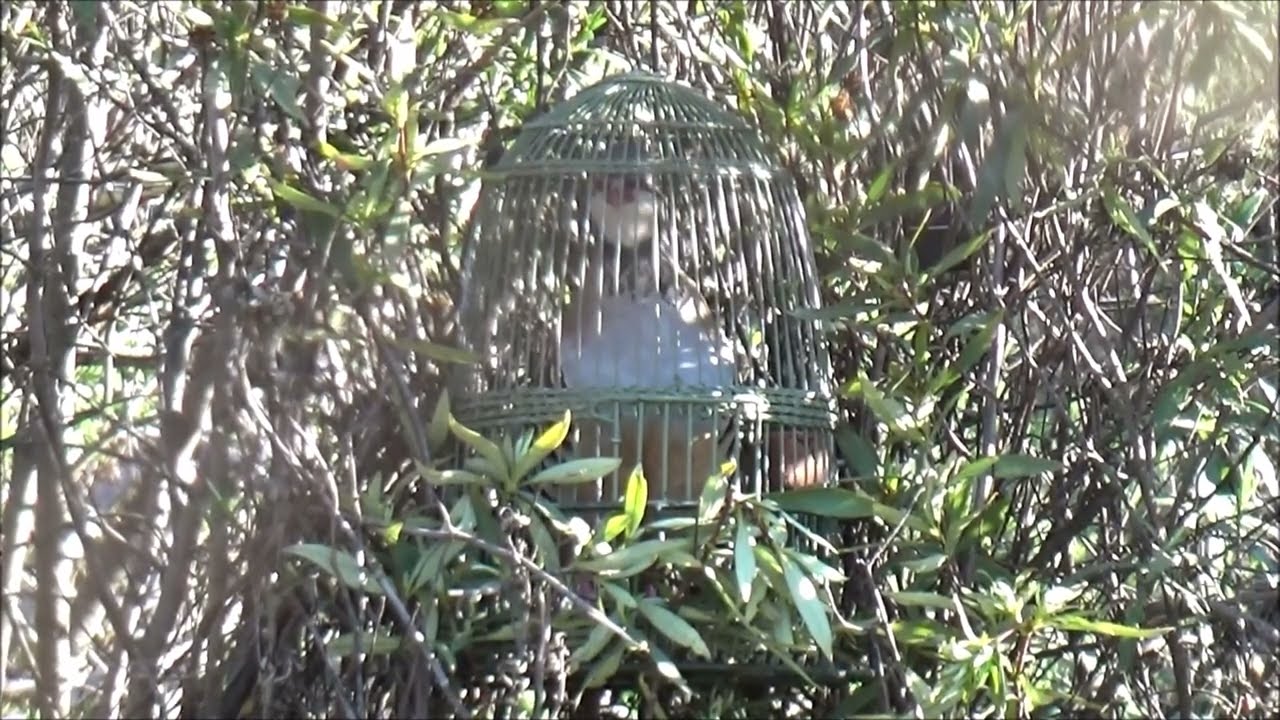 JUANITO Y EL PAJARO INESPERADO