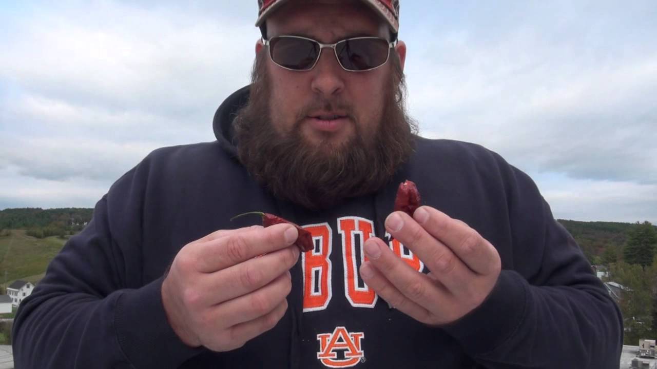 7 Pot Douglah Pod Review