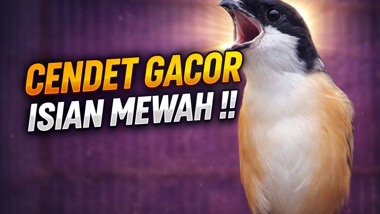 Cendet gacor isian mewah cocok untuk masteran burung lomba