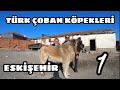 TÜRK ÇOBAN KÖPEKLERİ ESKİŞEHİR #1