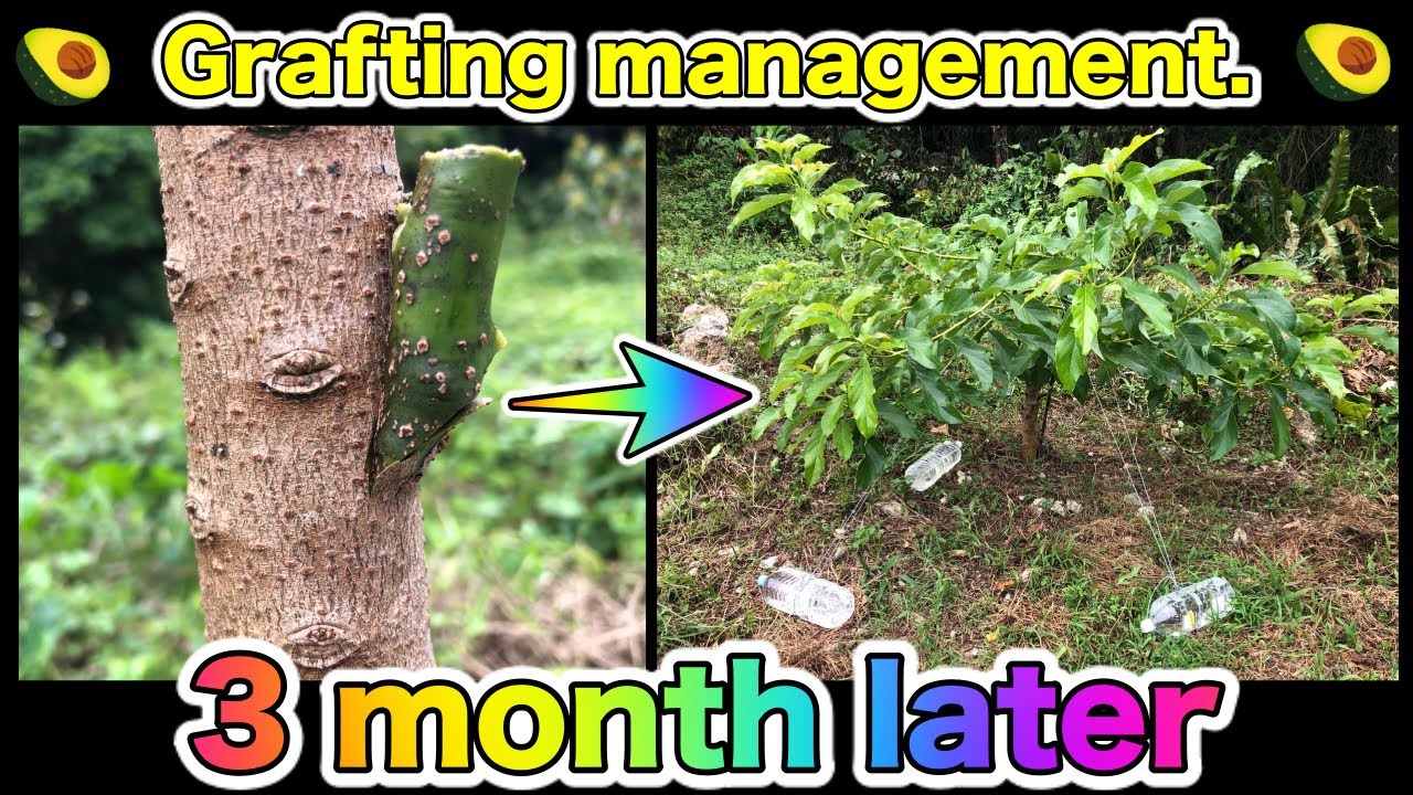 プロが教える 接ぎ木後のアボカドの様子と管理の仕方 おすすめの誘引の方法について解説 Grafting Youtube
