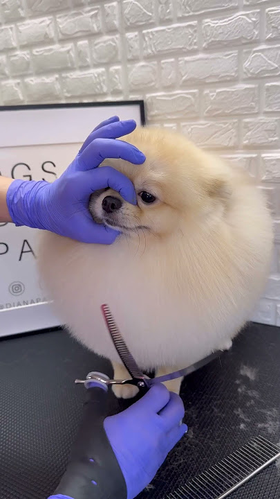 POMERANIAN TRIMMING ✂️ #pomeranian #spitz #doggroomingtips