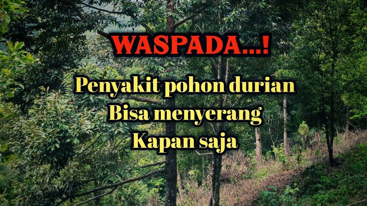 WASPADA...! Penyakit pohon durian bisa menyerang kapan saja. 