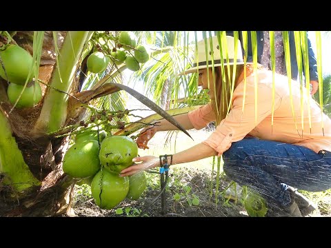 Video: ¿Los cocos madurarán del árbol?