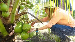 6 COSAS que no SABIAS de los COCOS  ALMA Coronel