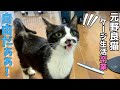 瀕死の危機を乗り越え、ようやく自由に動けるようになった猫【保護猫】