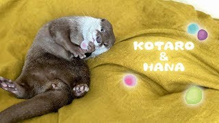 カワウソコタローとハナ　癒しの石ころジャグリング　Otter Kotaro&Hana Gem Stone Juggling