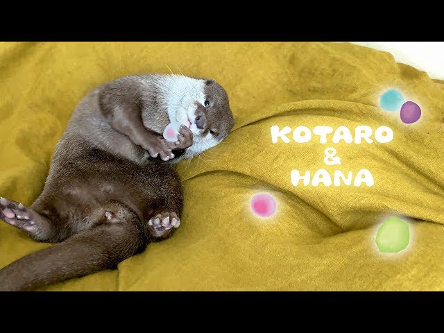 カワウソコタローとハナ　癒しの石ころジャグリング　Otter Kotaro&Hana Gem Stone Juggling