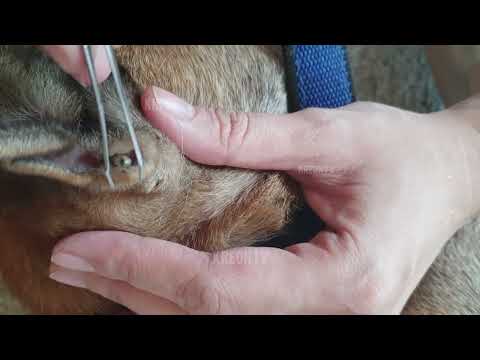 Video: Ticks and Pets: Cara Menentukan, Buang dan Menghindari Mereka Sejumlah besar