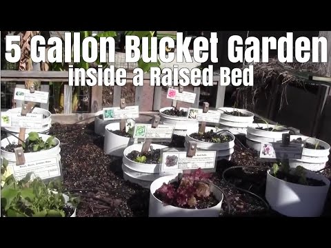 5 Gallon Bucket Garden inside a Raised Bed