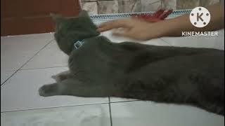 Malu malu Kucing || shy cat 🐈