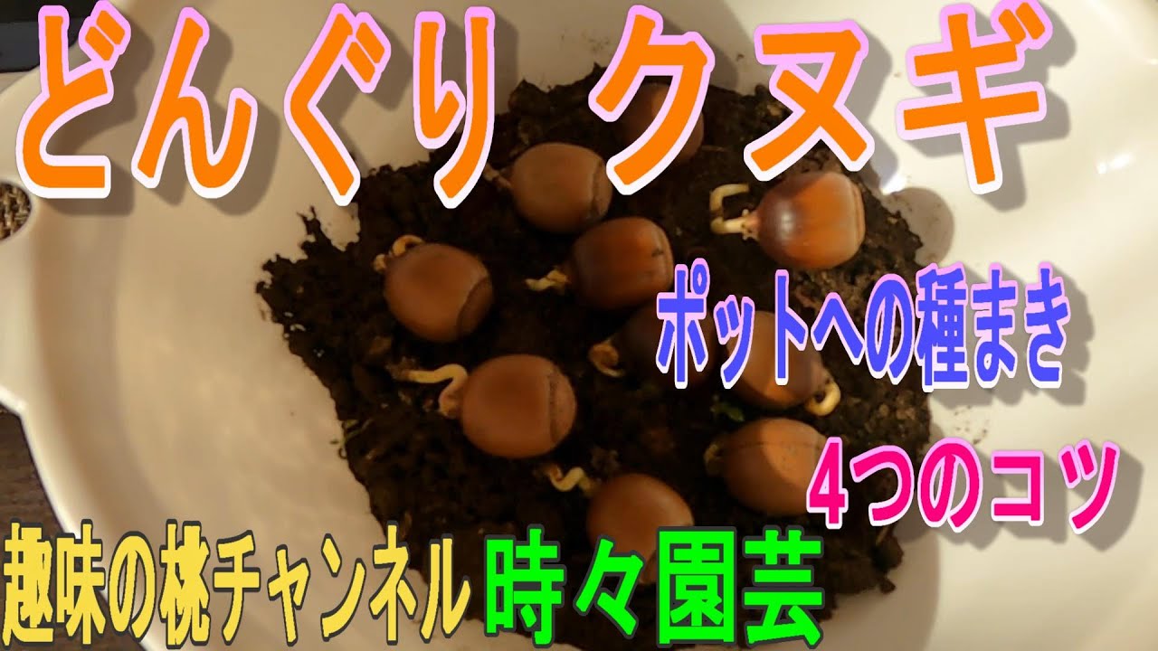 Acorns and Oaks] 4 Tips for Sowing Seeds in Pots 23/1/28 - YouTube