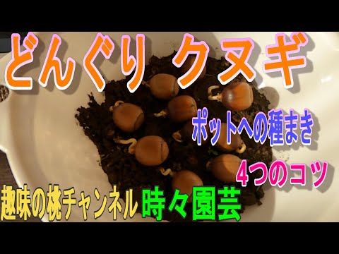 Acorns and Oaks] 4 Tips for Sowing Seeds in Pots 23/1/28 - YouTube