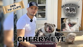 DaBestBulls Tips  Cherry Eye on Bulldogs / dogs, how to deal with it and the cause