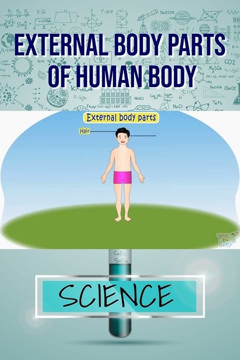 External Body parts of Human Body tutway freeonlineeducation science Biology Diagrams