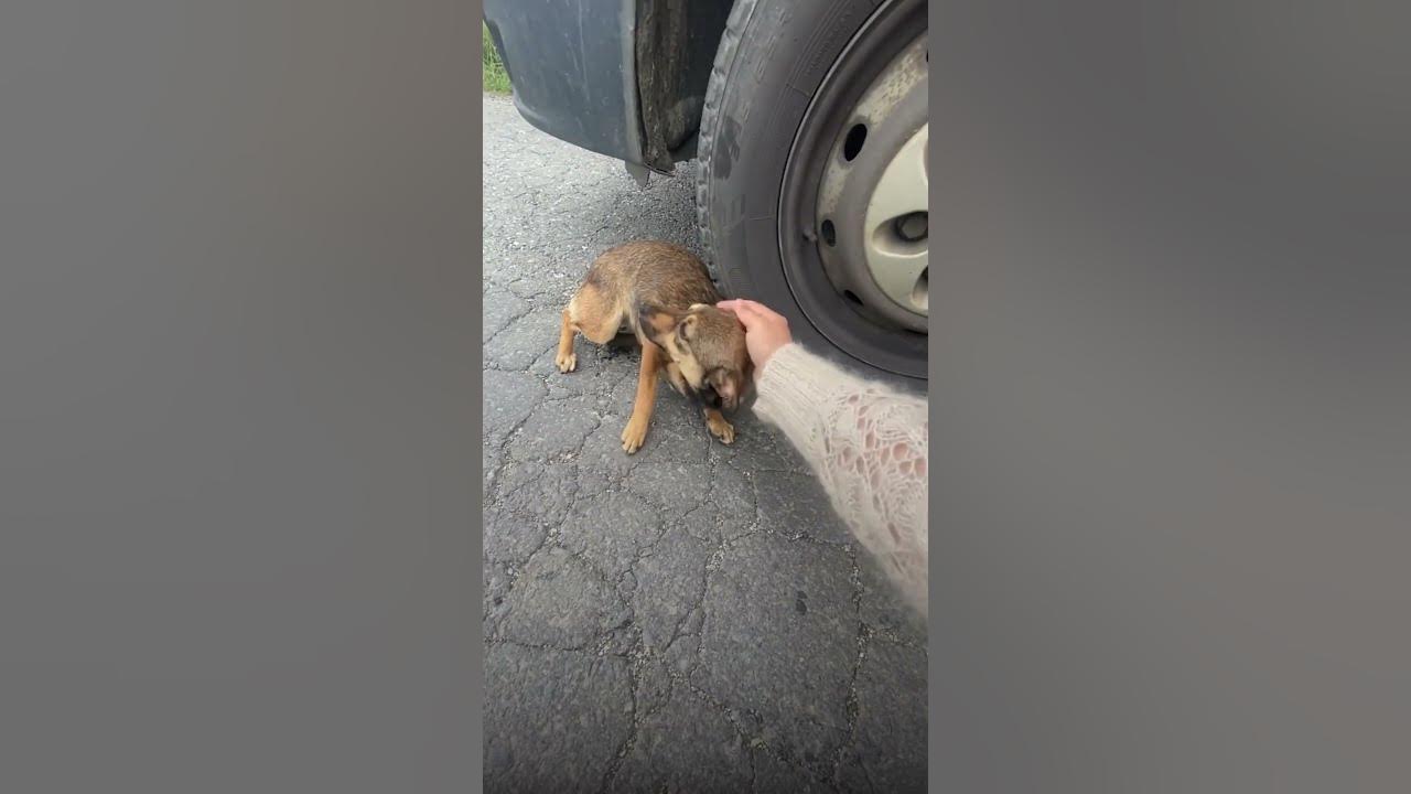 Собака плачет, когда чувствует ласку #animalshorts - YouTube